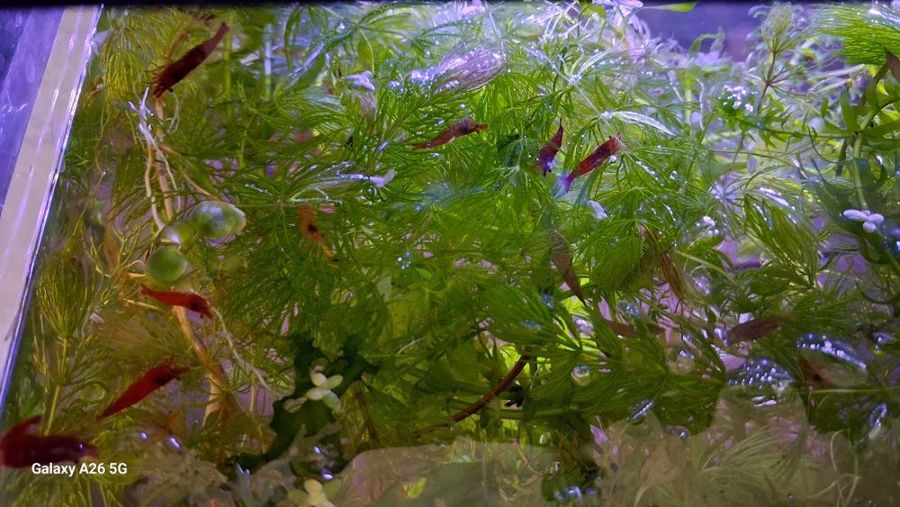 Креветки красные