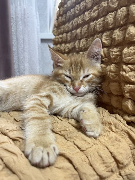 Котенок бесплатно
