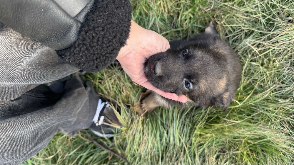 Немецкая овчарка