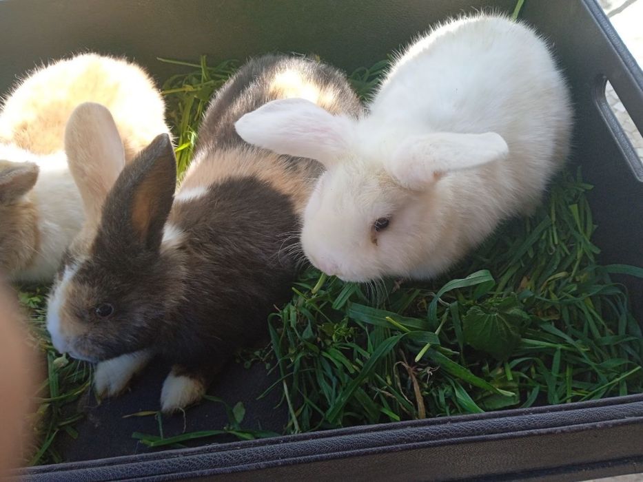 Декоративные висхоухие  кролики. Милые ручные готовы к продаже 6 шт