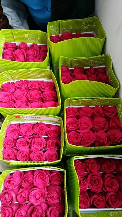 Тулпаны оптом и розы голанский