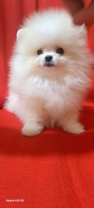 Продам шинковка шпица