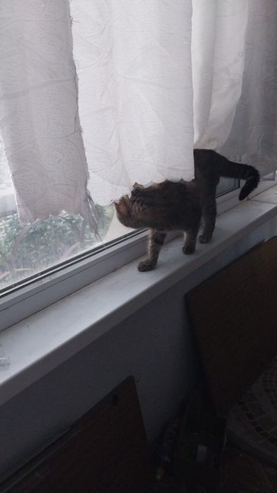 Отдам кошечку крысаловку