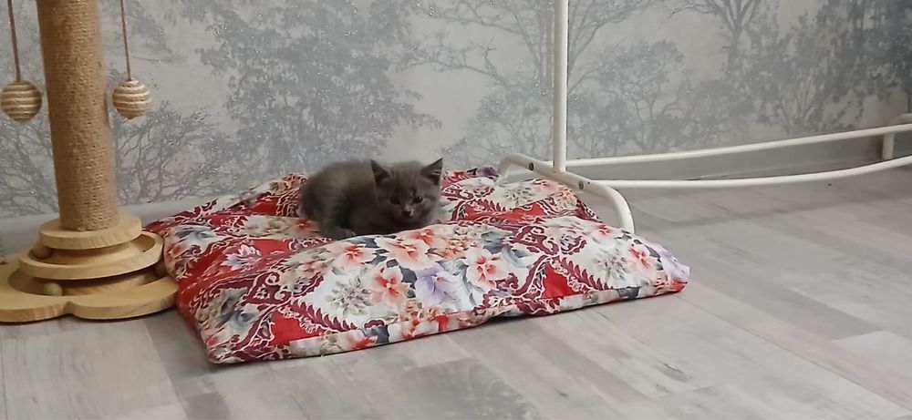 Мальчик скоттиш страйт