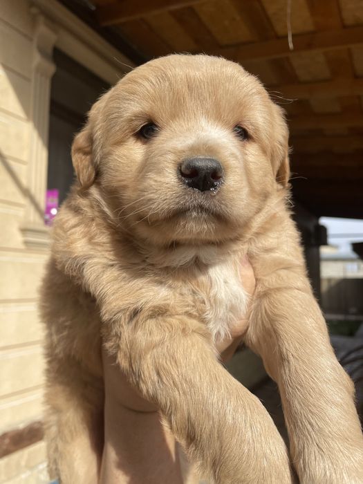 Собачка ,домашний ,пародистый