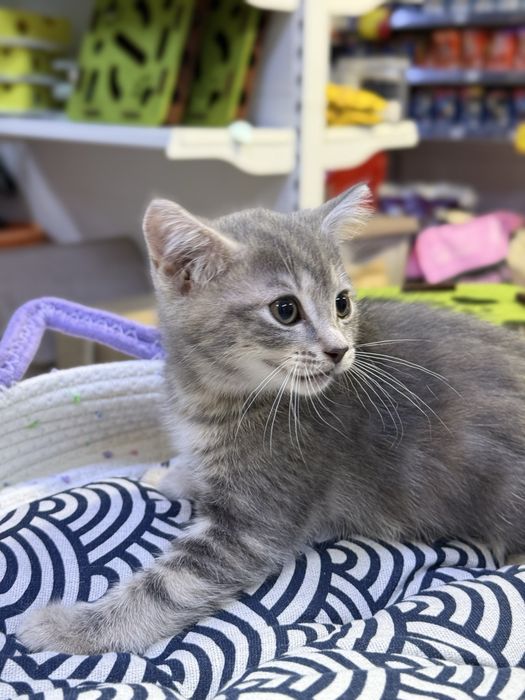 Котята помесь британцев