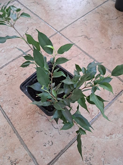 Фикусы Бенджамин