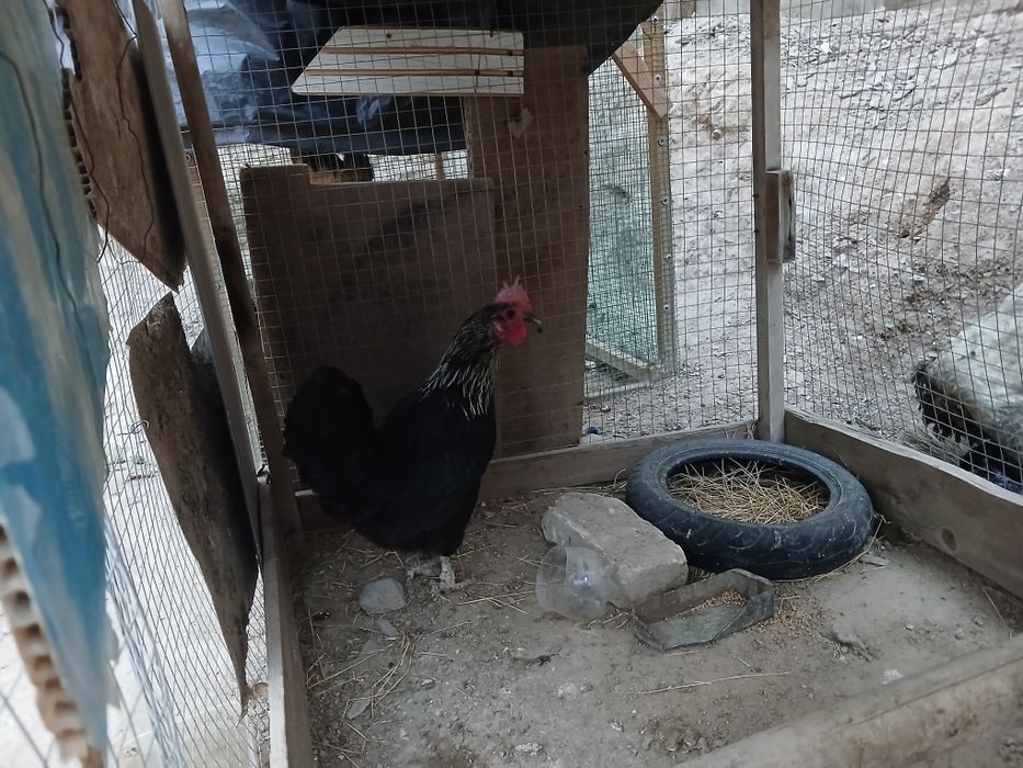 Tovuqlar sotiladi hammasi sog'lom yaxshi xolda narxlar insof bn quylgn