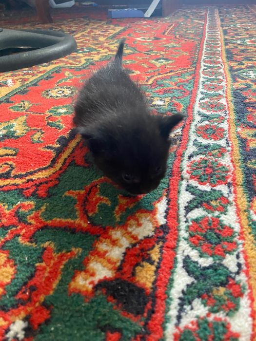 Отдам котят в хорошие руки