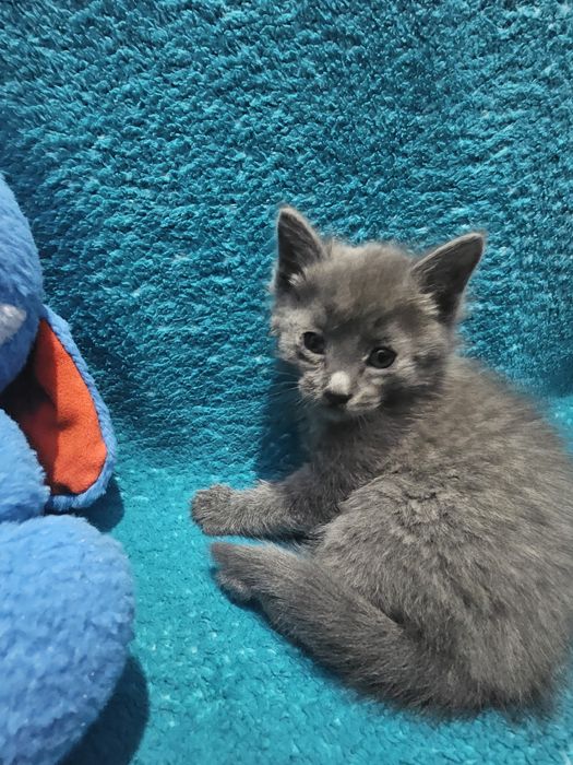 Отдам котят бесплатно