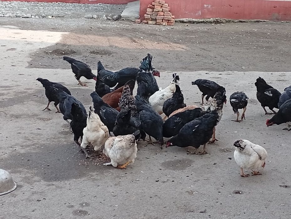 Xonaki uy tovuqlari sotiladi.