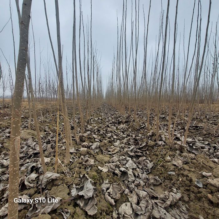 Kaliforniya Ko‘chat va qalamchalari