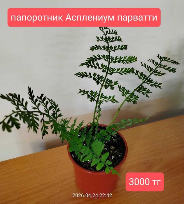 Продам комнатные  растения.
