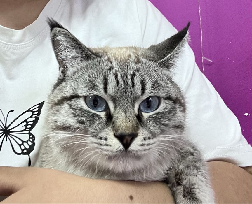 Вязка кота метис сиямского