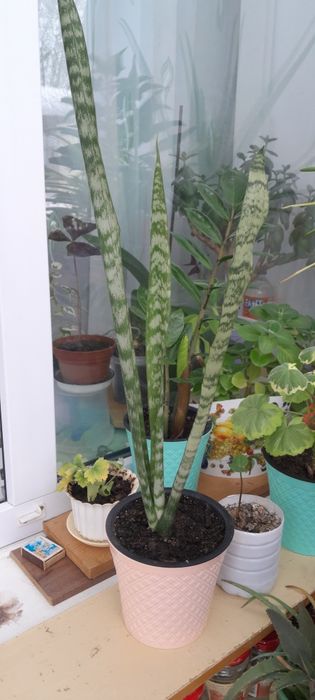 Продам комнатные цветы