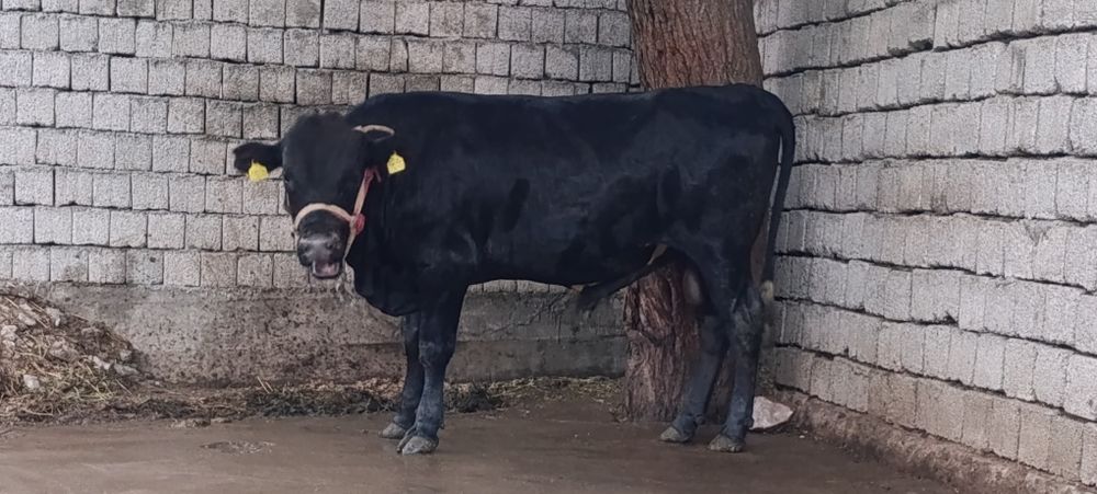 Buqa angus gibrit 10 oyli yeb ichishi yahwi narhi 35mln som