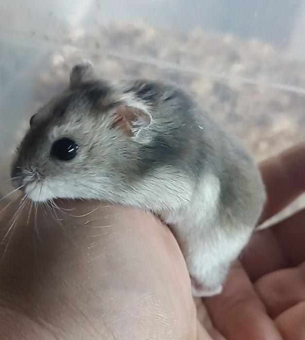 Джунгарские хомячки