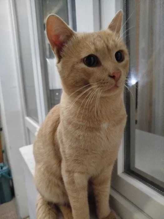 Рыжий кот в добрые руки (кастрирован)