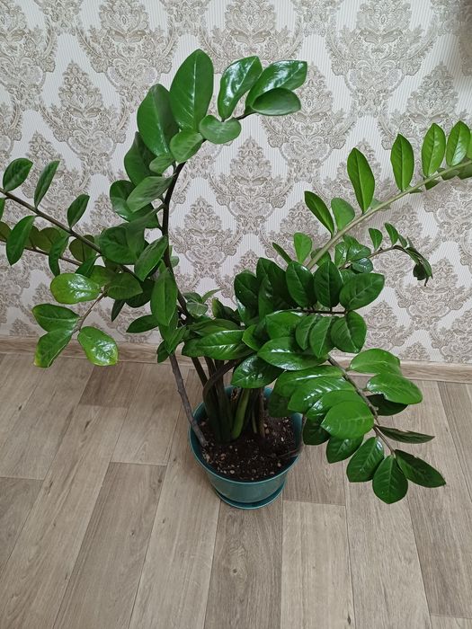 Долларовое дерево