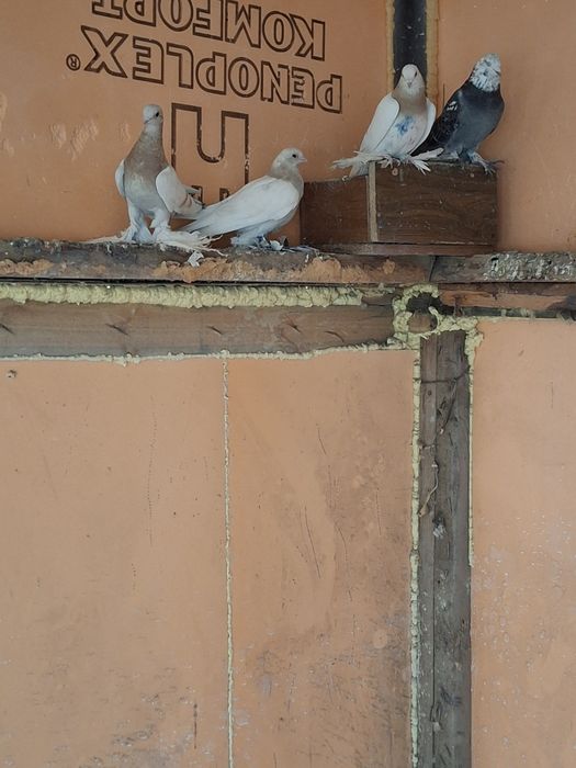 Продам голубей самцы