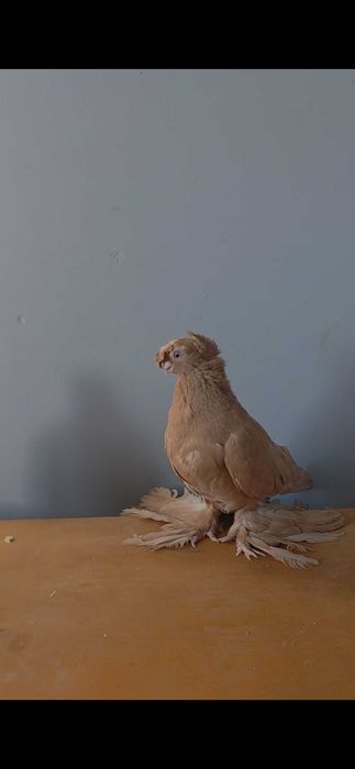 Dvuxchubi golubi kabutar