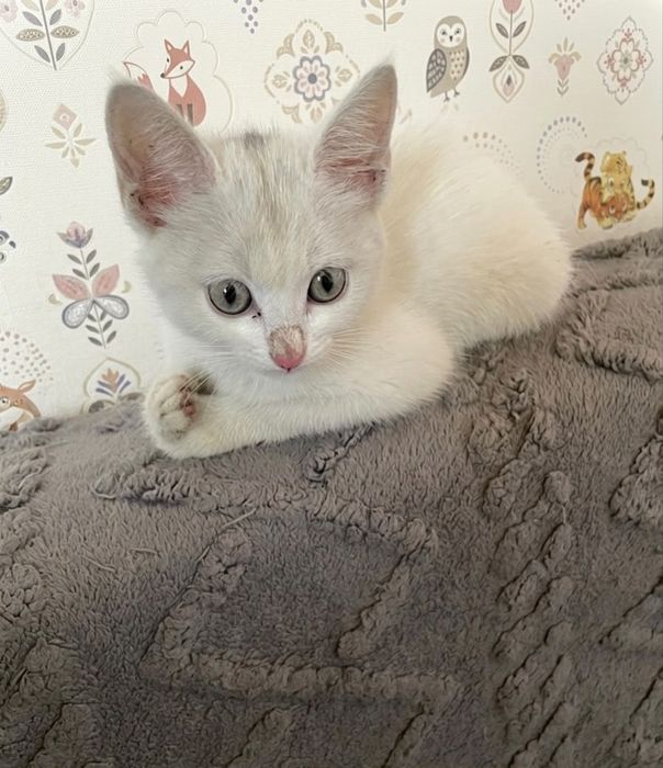 Отдам добрые руки котенка