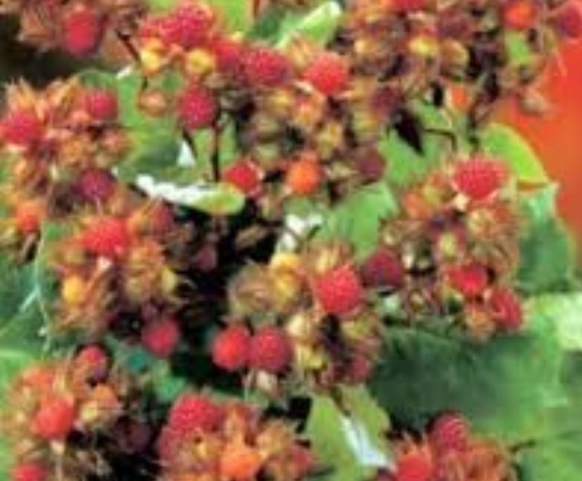 Arbuști Fructiferi  MUR JAPONEZ ROȘU