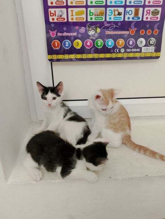 Добрые руки бесплатно