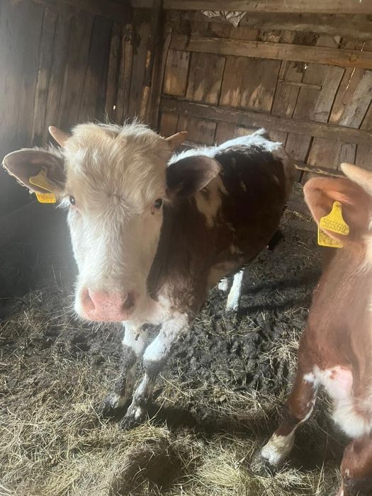 Продам быка и телку