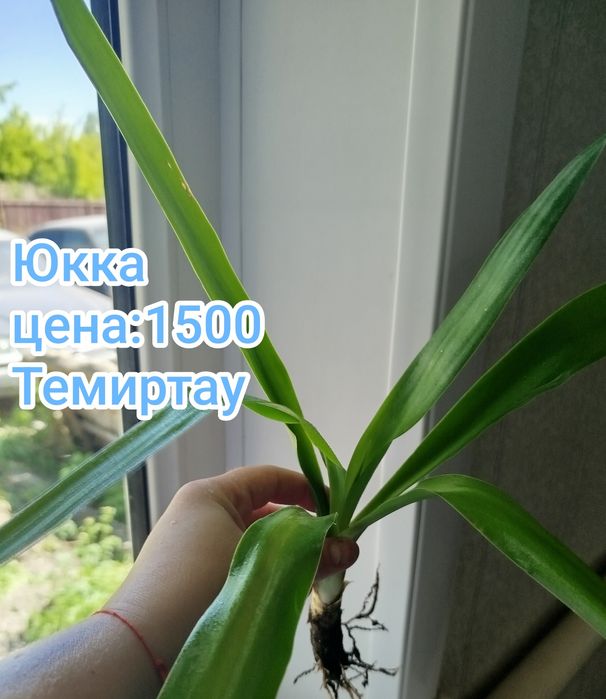Продаю комнатные растения