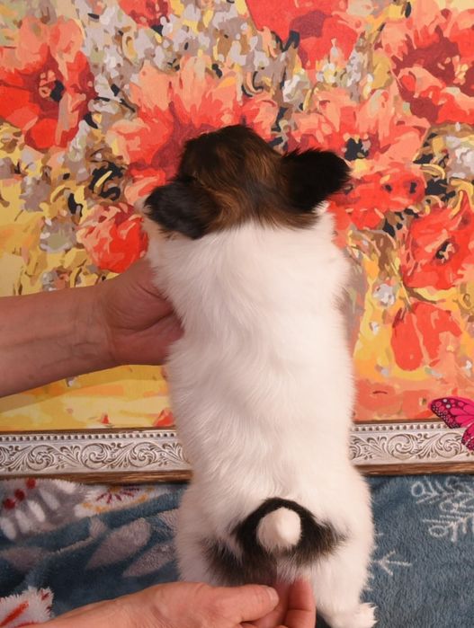 Щенки папийончики