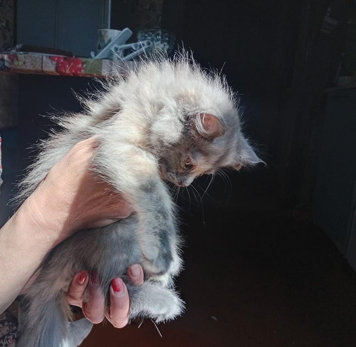 Котята 1,6 месяцев