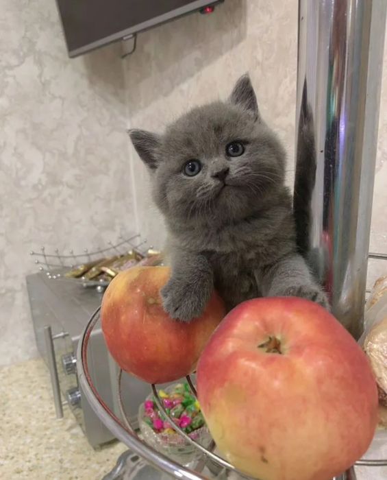 Британский короткошерстный котёнок