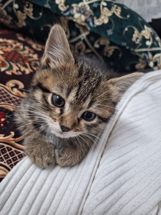 Skotish strayt okras tabbi mramor 1.5 2 oylik
  1.5 2 oylik