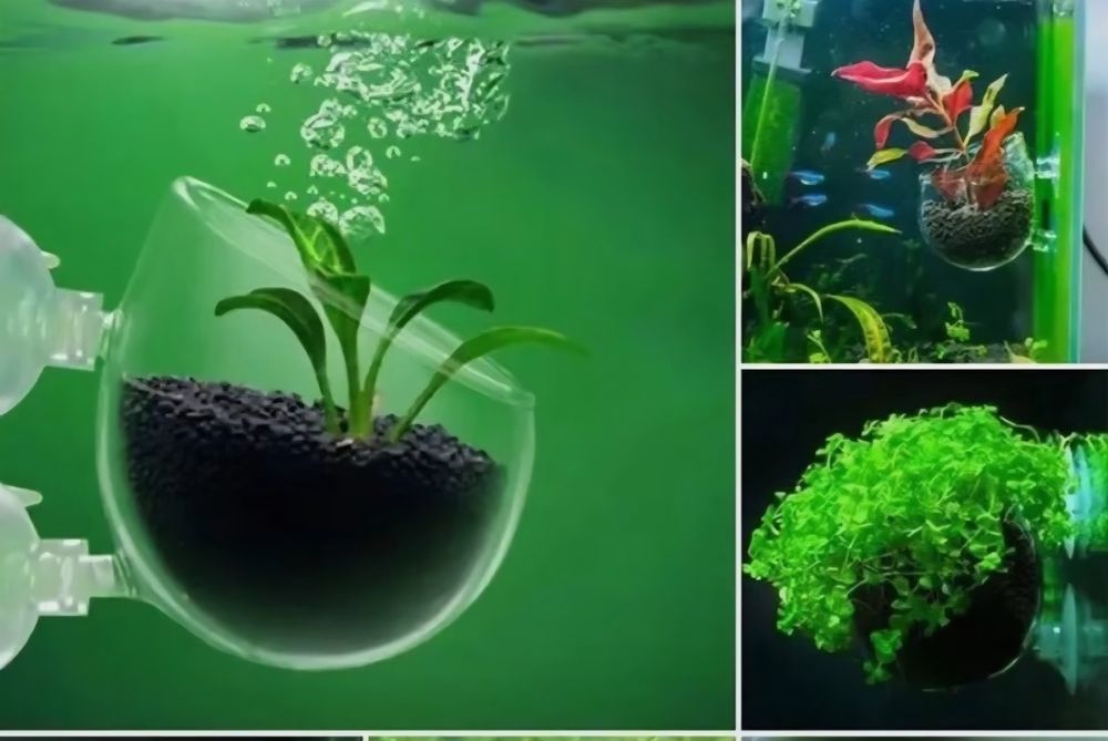 Кормушка для аквариумных рыб и растений 
1. Высокая прозрачность: это