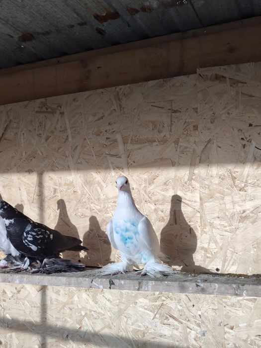 Самец       белый