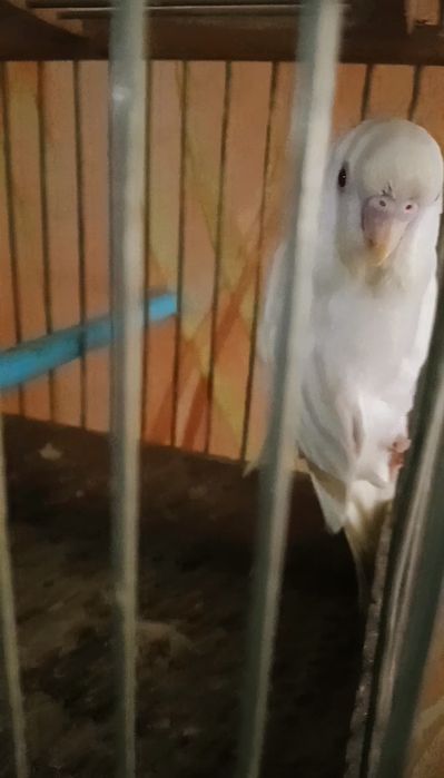 Волнистый попугай белая