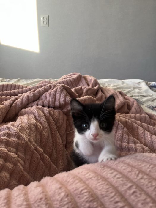 Отдам в добрые руки котенка