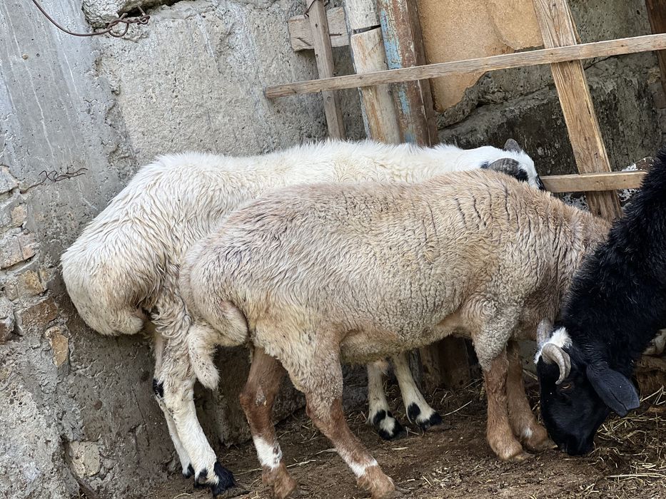 Кучкорчалар сотилади