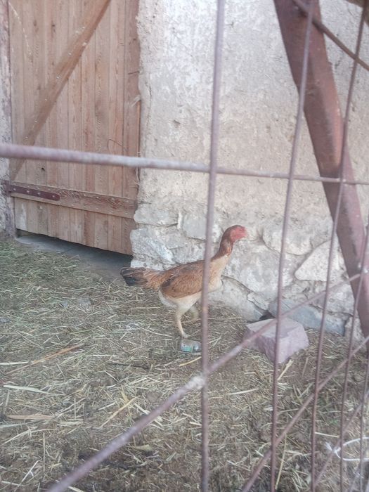 Дакан тауық сатылады