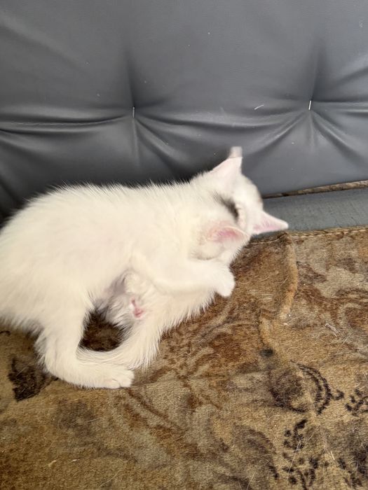 Отдам котят даром, в надеждные руки