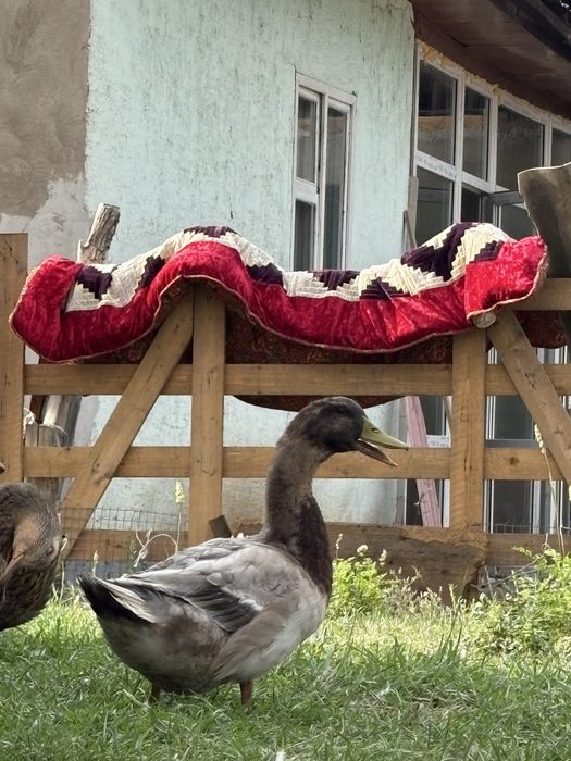 Утки договрные ,мускусные