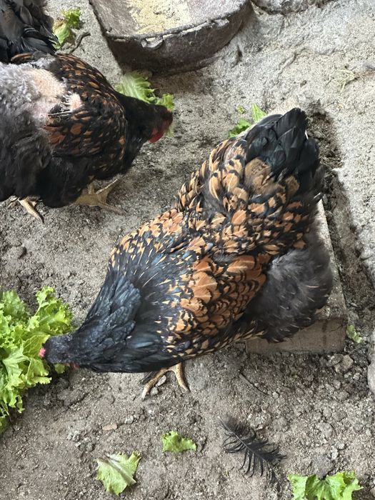 Brahma pasari si altele