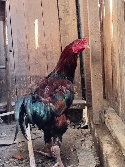 Жас Дакан қораз сатам