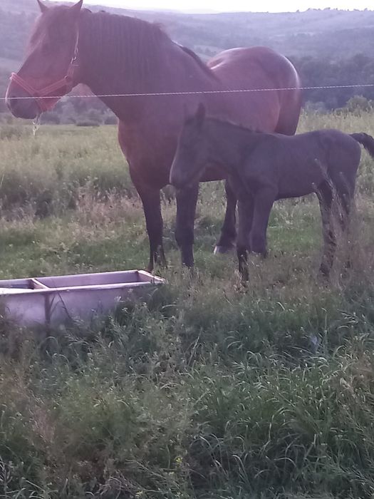 Mânz negru de vânzare