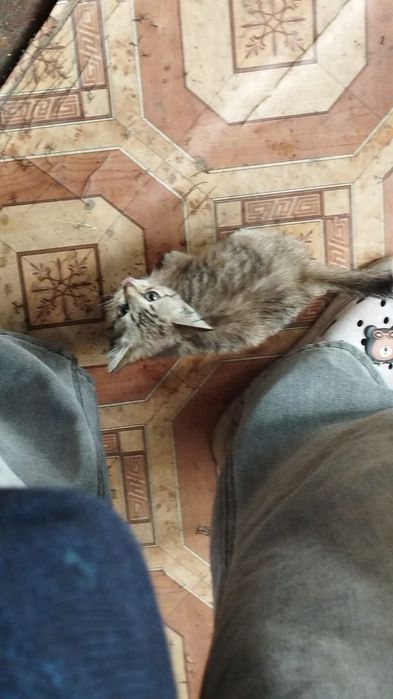 Котенок девочка серая