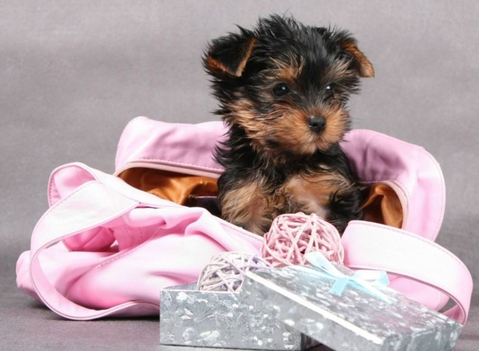 Мальтипу девочка валнистая