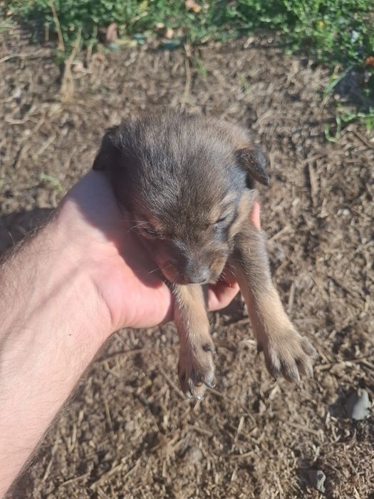 Căței spre adopție