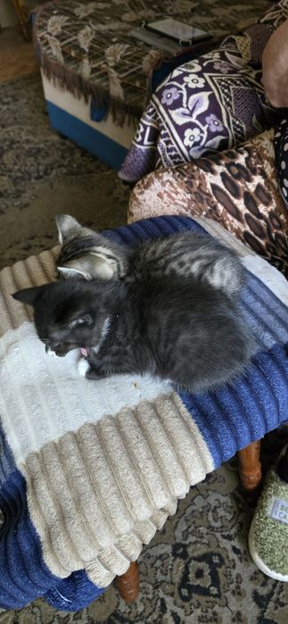 Отдам котят,мальчики 1.5 мес