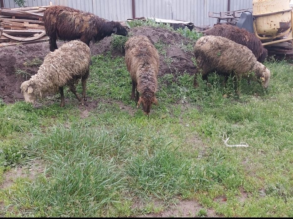 Продаются бараны